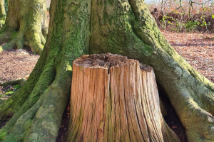 Holz