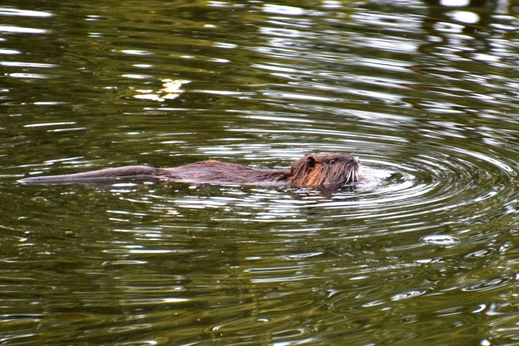 DSC_0108cp