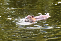 DSC_0105cp