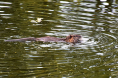 DSC_0108cp