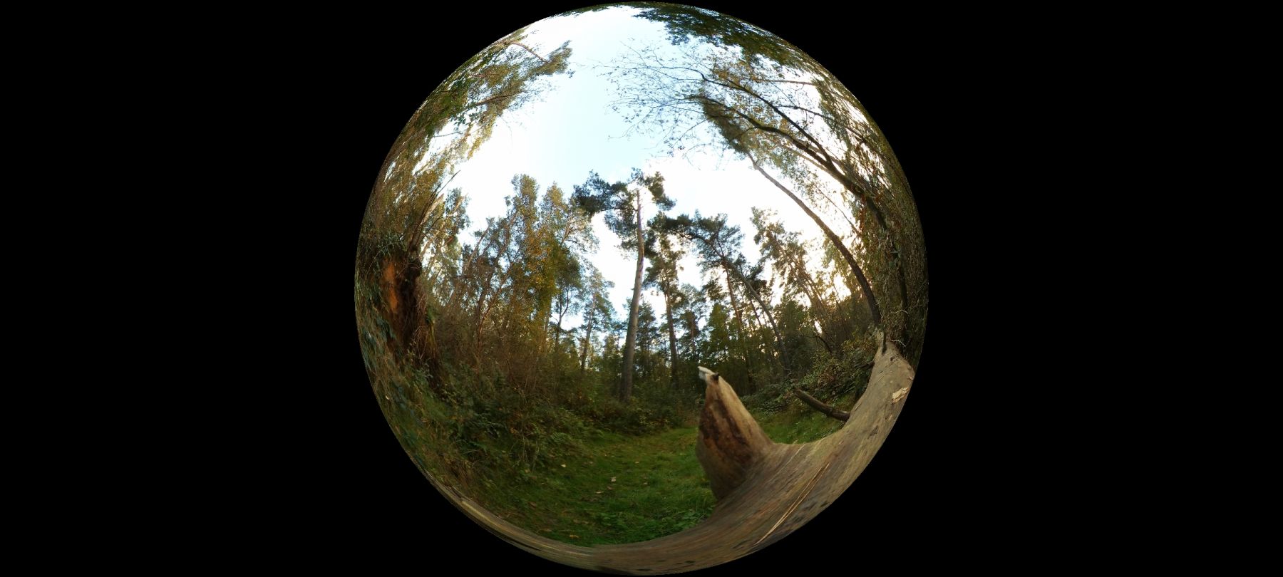 Im Wald