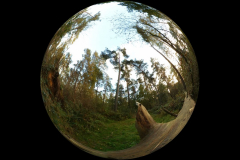 Im Wald